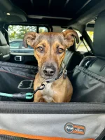 Post Your Dog - Bonus Points In Your Jeep
