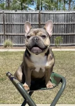 Post Your Dog - Bonus Points In Your Jeep