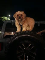 Post Your Dog - Bonus Points In Your Jeep