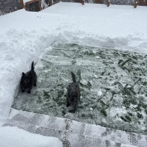 march snow.webp