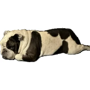1750395340574.webp