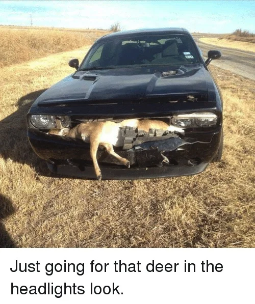 deerintheheadlights.jpg Jeep 392 Forum
